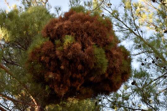 Image of 'Candidatus Phytoplasma pini'