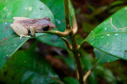 صورة Pseudophilautus schneideri Meegaskumbura & Manamendra-Arachchi 2011