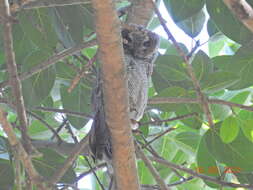 Image of Mottled Wood Owl