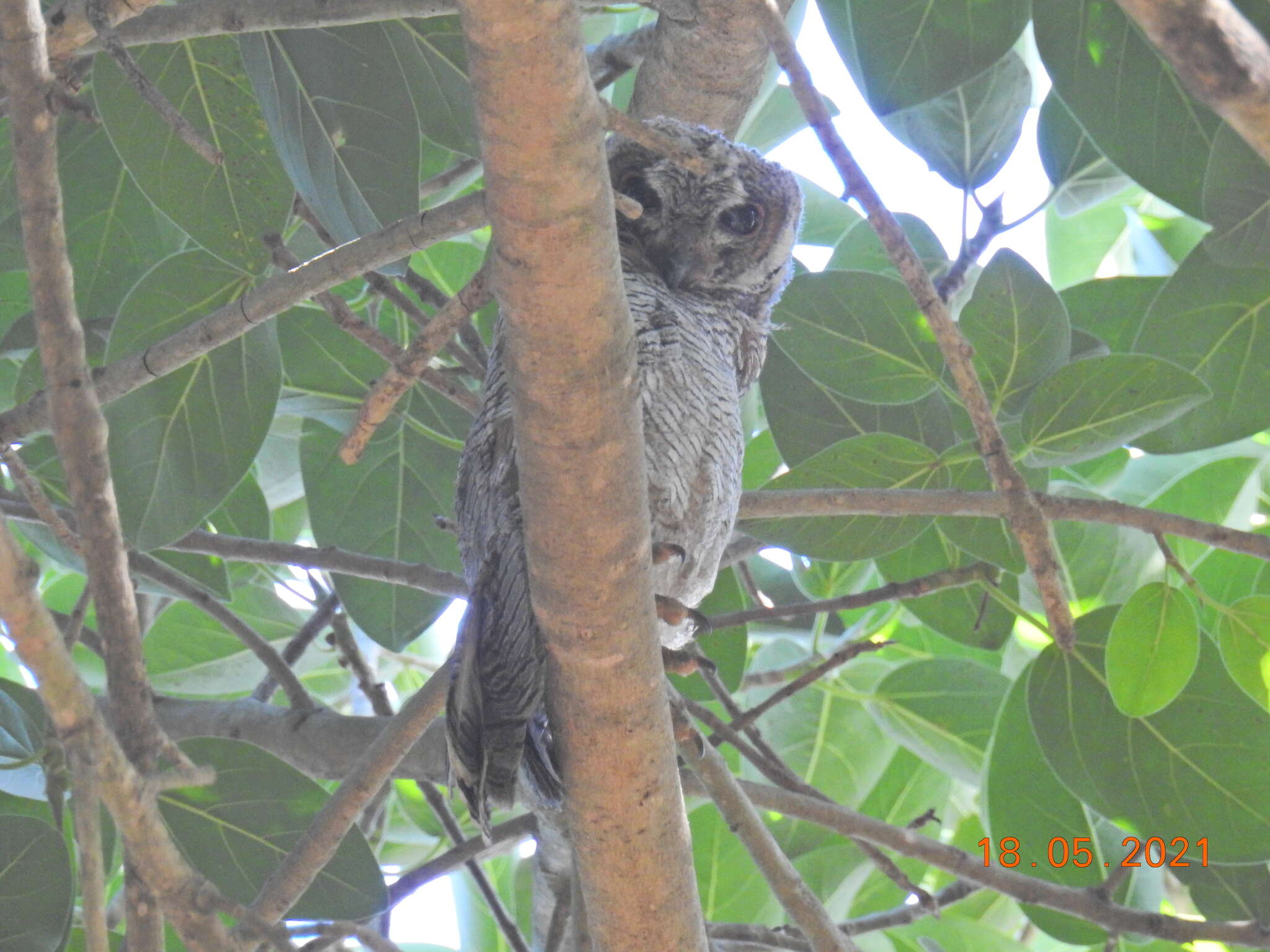 Image of Mottled Wood Owl