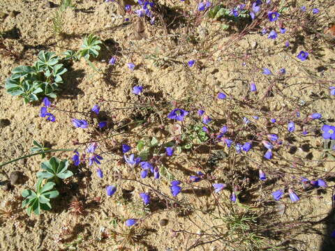 Image de Heliophila acuminata (Eckl. & Zeyh.) Steud.