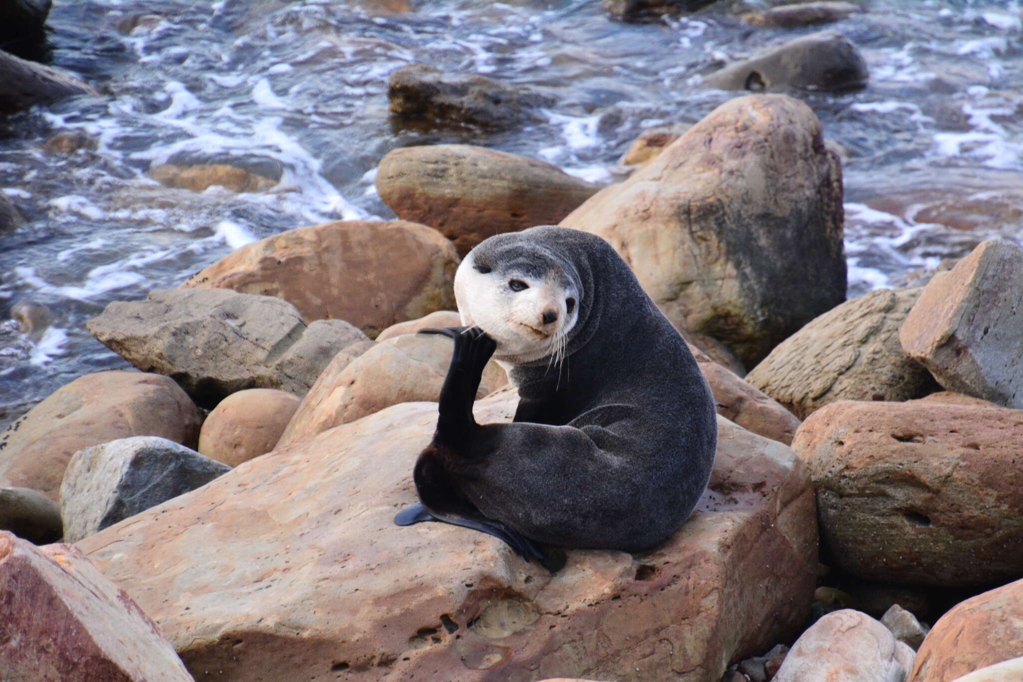 Image of Amsterdam Island Fur Seal