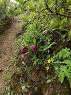 Image of Tibetian Cypripedium