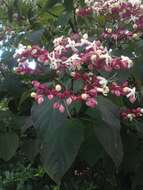 Imagem de Clerodendrum trichotomum Thunb.