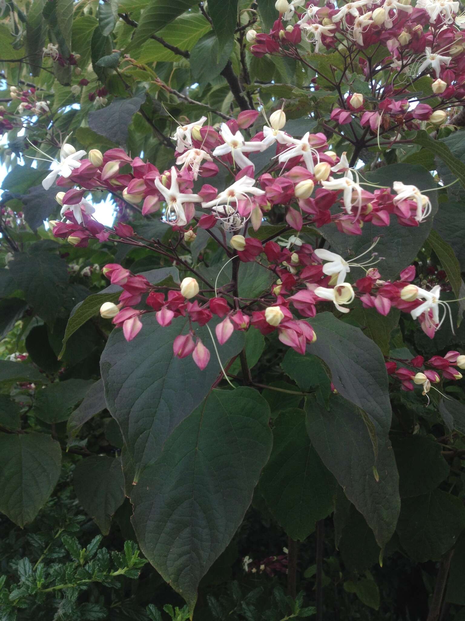 Imagem de Clerodendrum trichotomum Thunb.