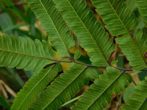 Image of Amblovenatum terminans (Wall. ex Hook.) J. P. Roux