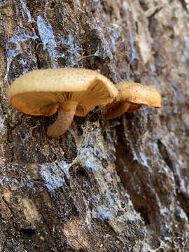 Image of Gymnopilus suberis (Maire) Singer 1951