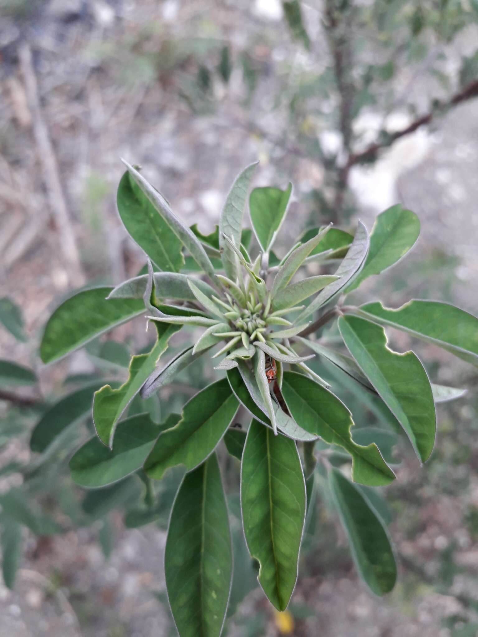 Image of longbeak rattlebox