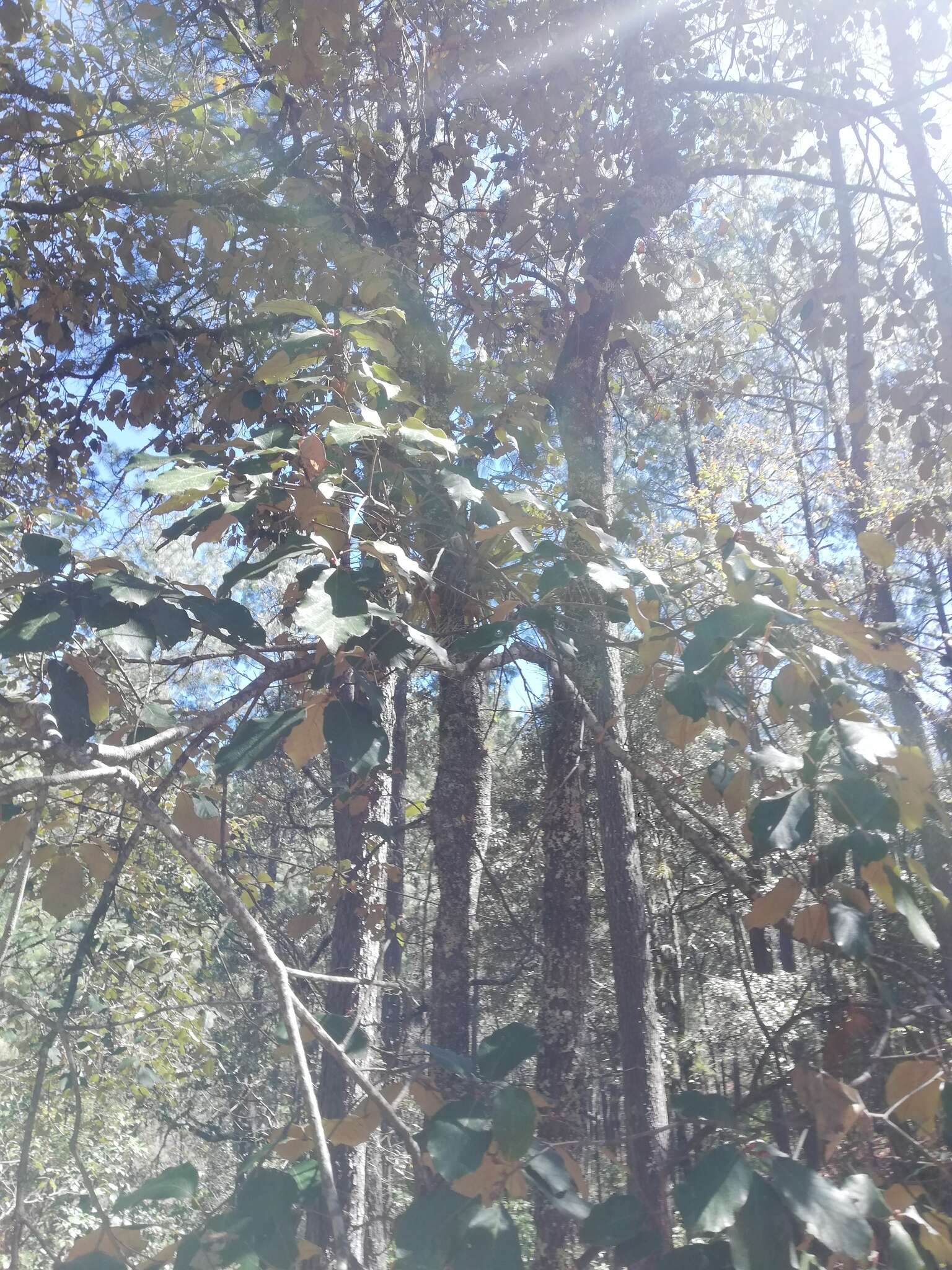 Imagem de Quercus candicans Née