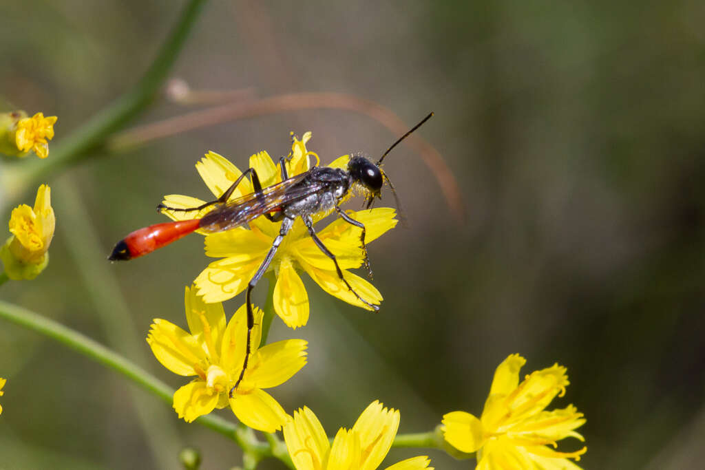 Imagem de Ammophila terminata F. Smith 1856