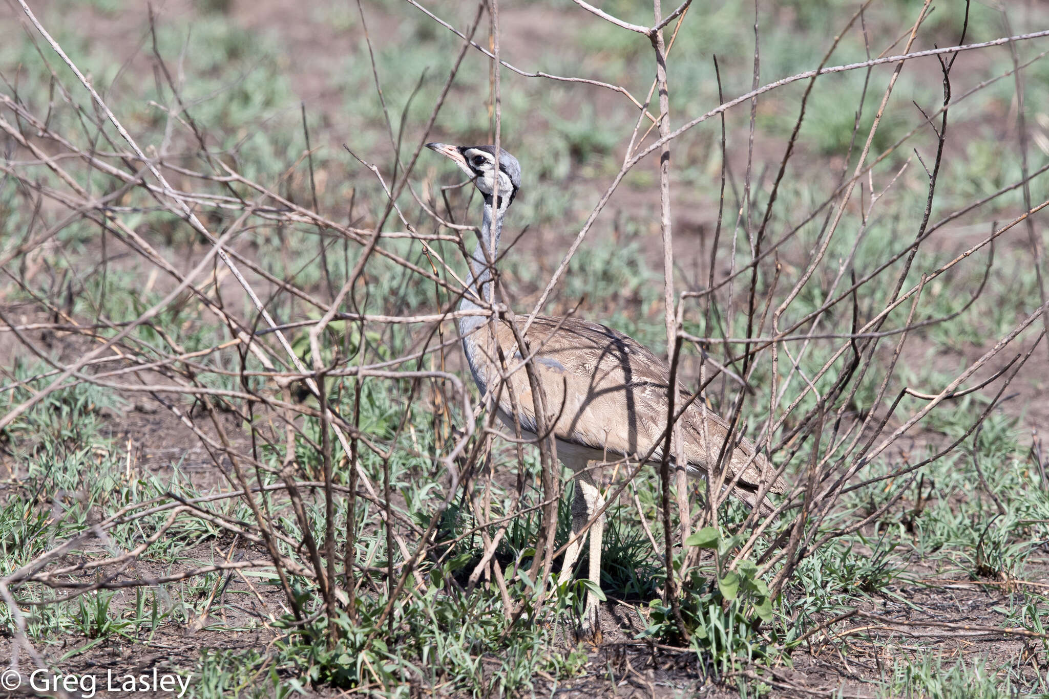 Imagem de Eupodotis senegalensis (Vieillot 1821)