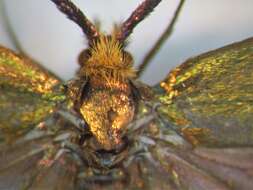 Image de Nemophora cupriacella Hübner 1822