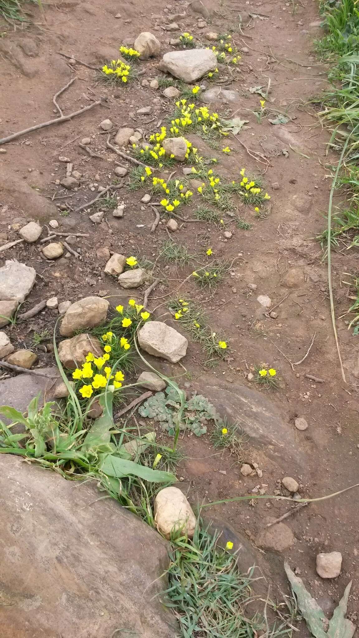 Image of Moraea fugacissima (L. fil.) Goldblatt