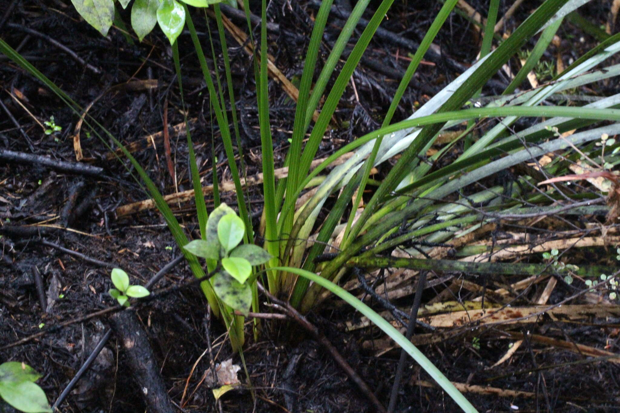 Imagem de Machaerina complanata (Berggr.) T. Koyama