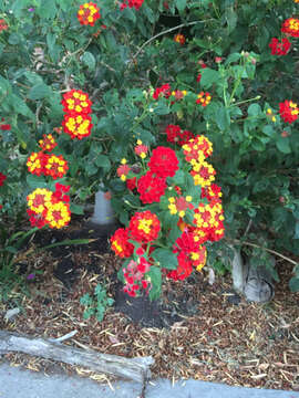 Image of lantana