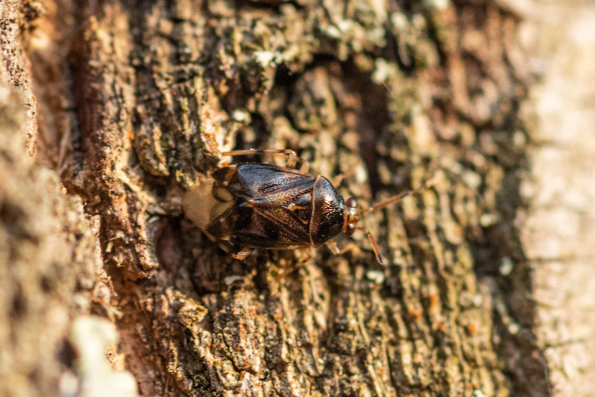 Deraeocoris lutescens (Schilling 1837)的圖片