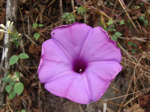 Image of Ipomoea splendor-sylvae House