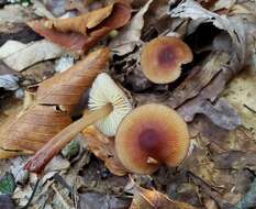 Image of Mycena atkinsoniana A. H. Sm. 1947