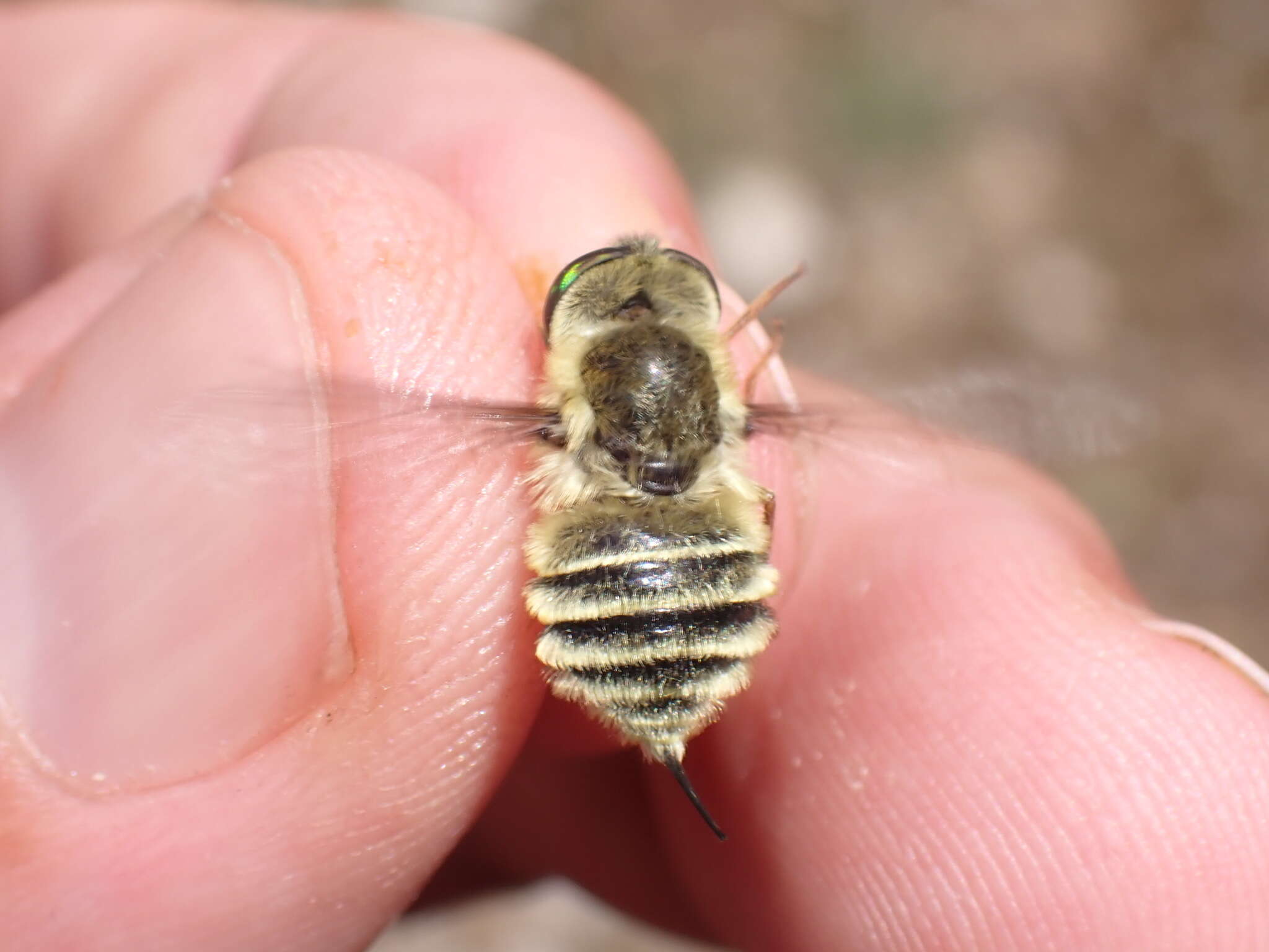 Neorhynchocephalus tauscheri (Fischer 1812)的圖片