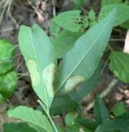 Image of Parectopa bumeliella Braun 1939