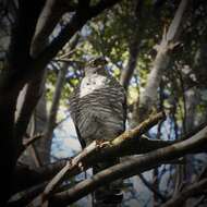 Imagem de Accipiter chilensis Philippi & Landbeck 1864