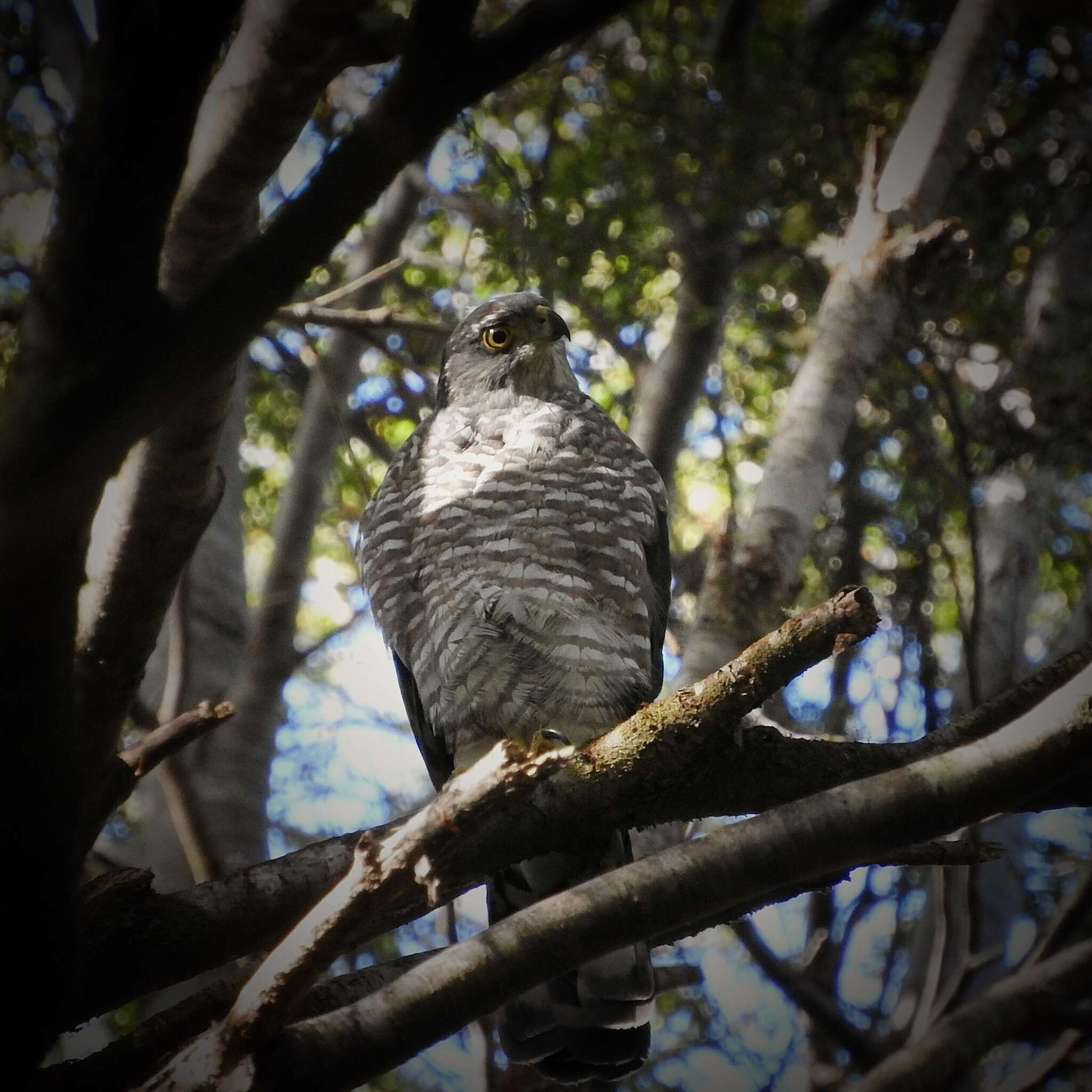 Image of Chilean Hawk