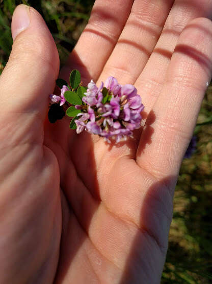 Image of violet lespedeza