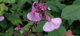 Image of Impatiens maculata Wight