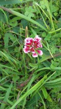 Image of peanut clover