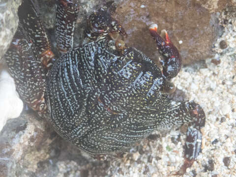 Image of Natal lightfoot crab