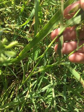 Image of buttongrass