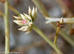 Image of Hermbstaedtia spathulifolia (Engl.) Bak.