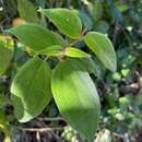 Image of Miconia strigillosa