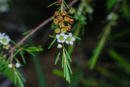 Baeckea frutescens L. resmi