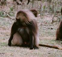 Image of Theropithecus gelada gelada (Rüppell 1835)