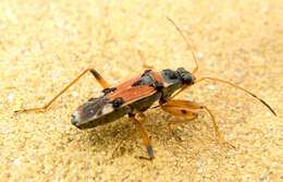 Image of Beosus quadripunctatus (Muller 1766)