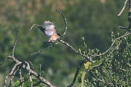 Image of Iberian Magpie