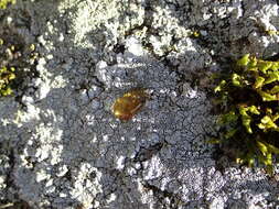 Image of Cinder lichen;   Rimmed lichen