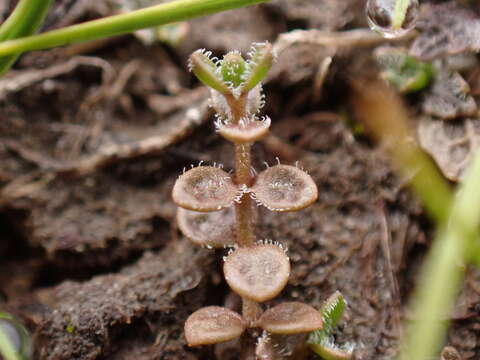 Veronica canescens T. Kirk resmi