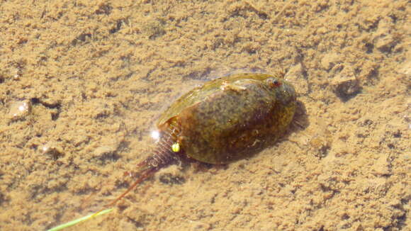 Image of Tadpole shrimp