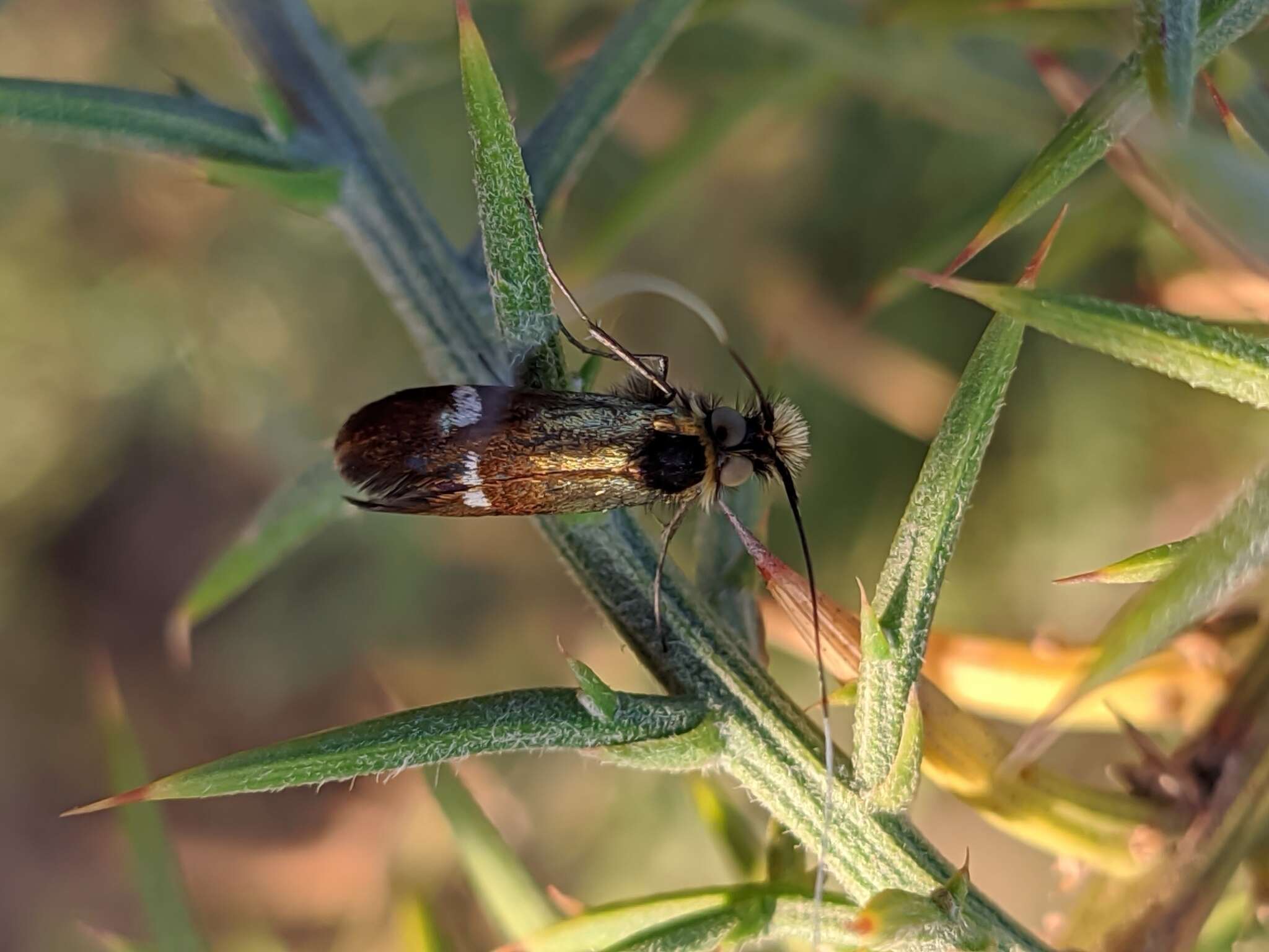 Слика од Nemophora raddaella Hübner 1793