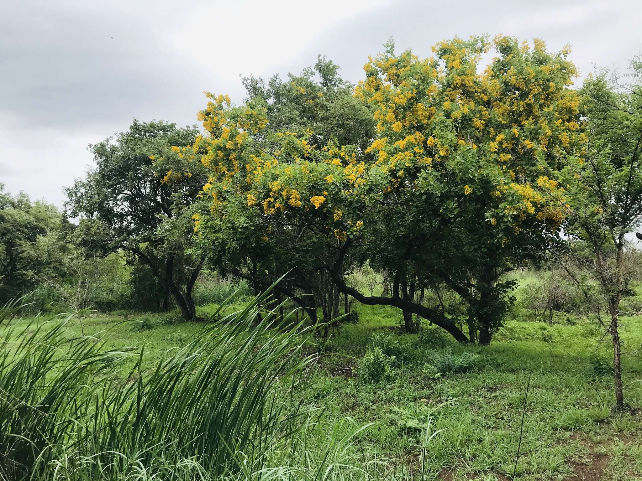 صورة Pterocarpus rotundifolius subsp. rotundifolius