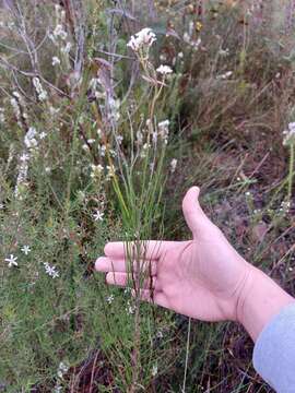 Image of Conospermum longifolium subsp. angustifolium (Meissn.) L. A. S. Johnson & Gillivray