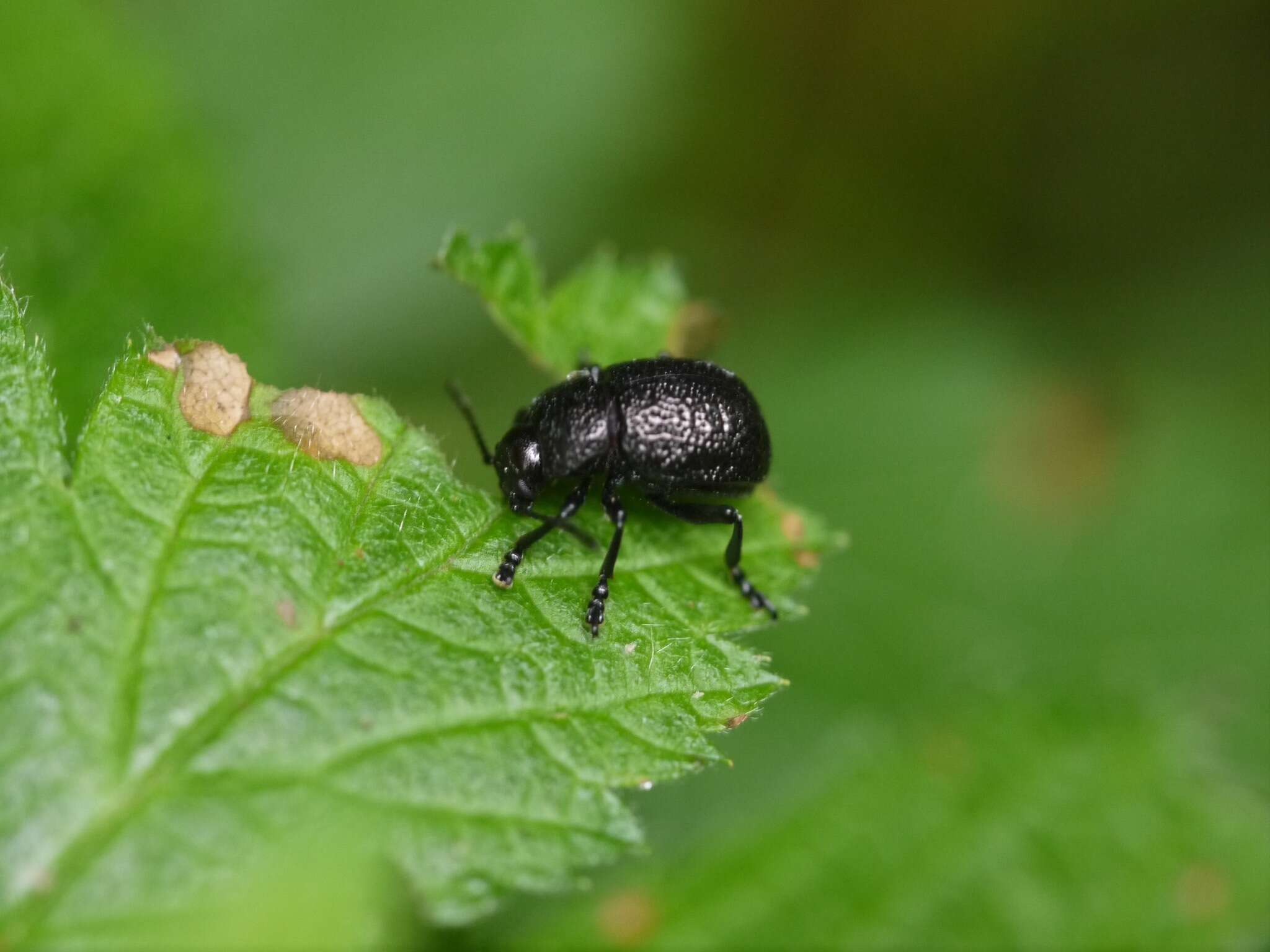 Image of Timarcha (Americanotimarcha) intricata Haldeman 1853