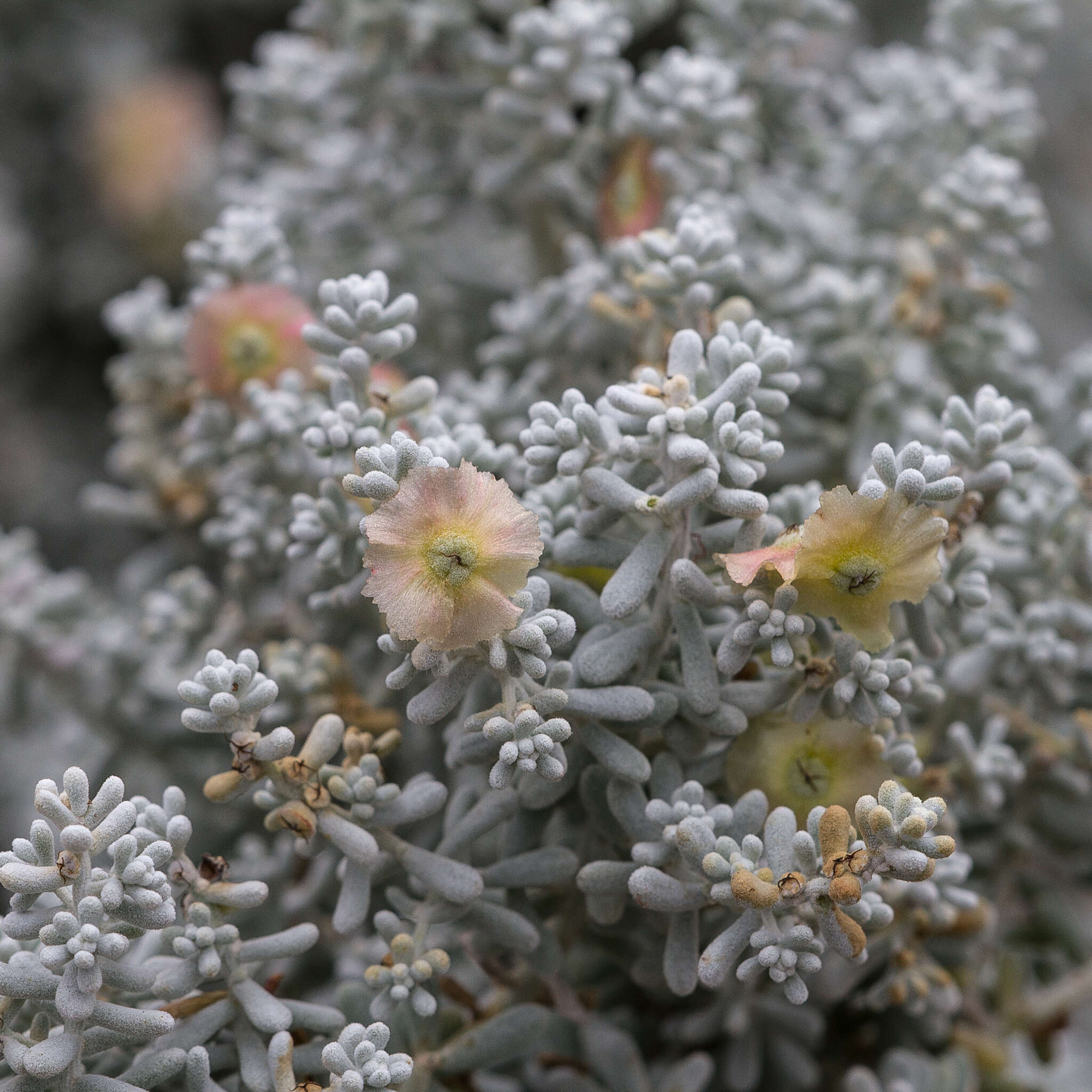 Plancia ëd Maireana sedifolia (F. Müll.) P. G. Wilson