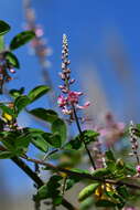 Image de Indigofera pseudotinctoria Matsum.