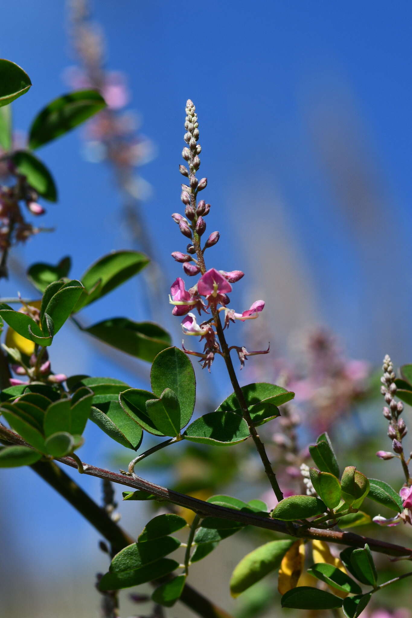 Image de Indigofera pseudotinctoria Matsum.