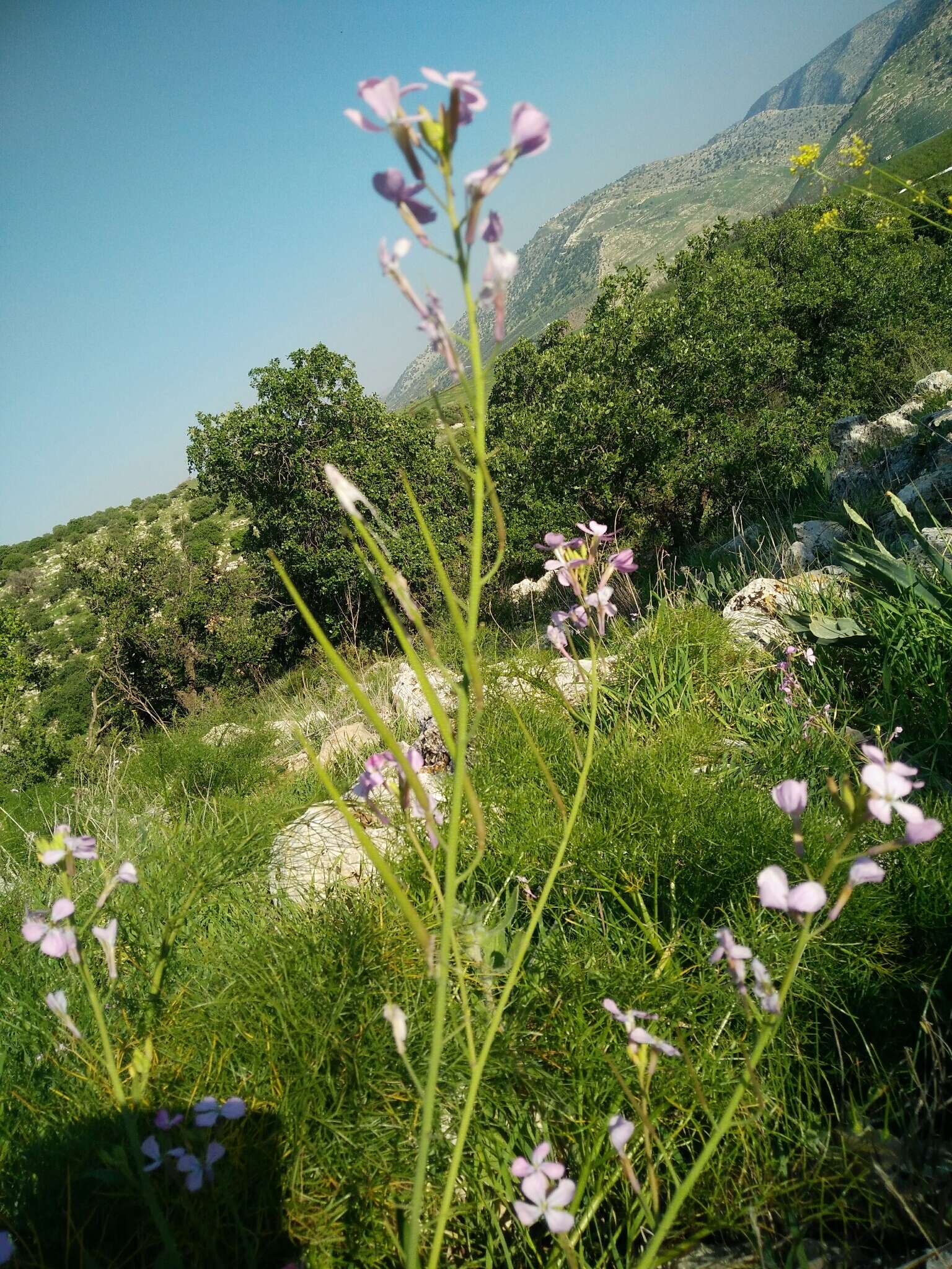 Image of Raphanus raphanistrum subsp. rostratus (DC.) Thell.