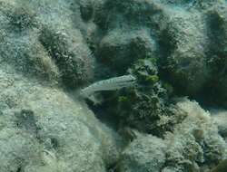 Image de Amblygobius stethophthalmus (Bleeker 1851)