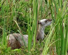 Image of Bulrush